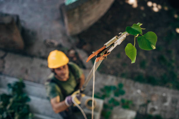 Reliable Bay Harbor Islands, FL Tree Care Services Solutions